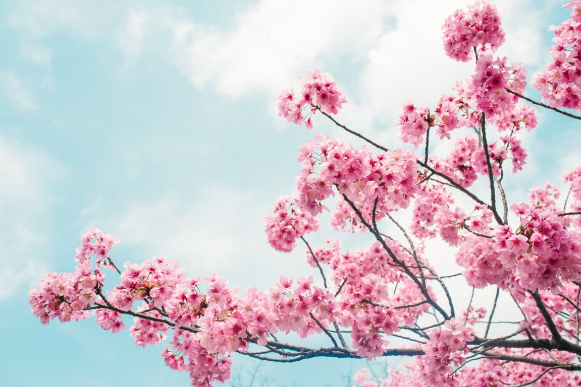  Fleur  de  sakura  les 10 plus beaux cerisier japonais 