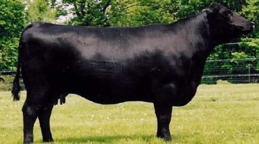 Une vache Japanese Black élevée pour saviande
